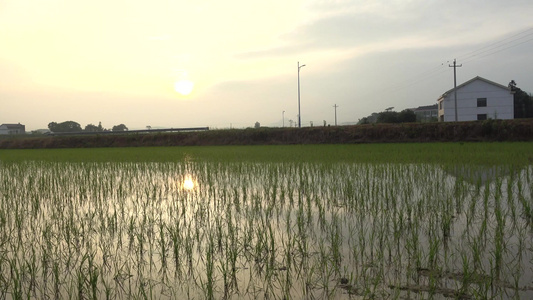 农村田园水稻种植田园风光视频