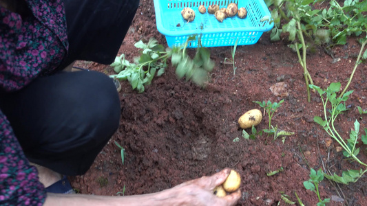 乡下地里挖土豆视频