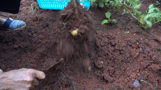 乡下地里挖土豆视频