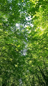 丛林小道穿梭在林荫路上阳光透过树叶洒下三伏天视频