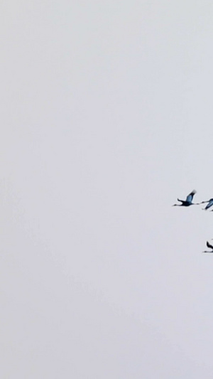 鹤飞高速动物与自然16秒视频