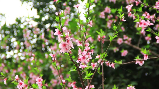 春天的桃花实拍片段视频