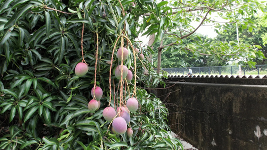 树上的芒果实拍视频