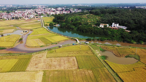 4k樟山村秋收28秒视频