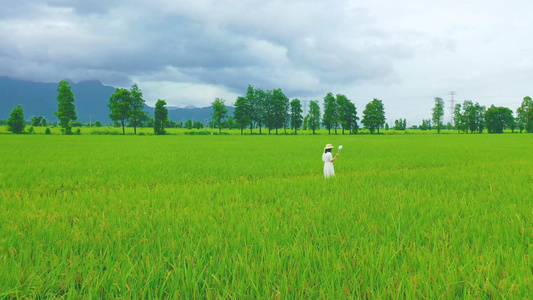 美女在稻田行走稻谷背影视频视频
