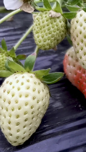 实拍草莓草莓树视频