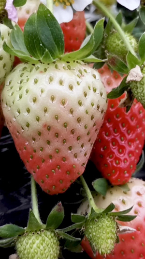 实拍草莓草莓树15秒视频