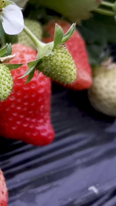 实拍草莓草莓树视频