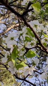 梨花树盛开视频