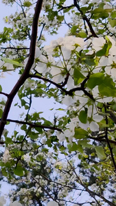 梨花树盛开视频