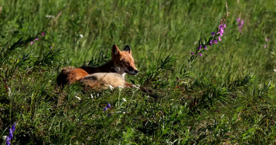 狐狸森林草地中捕食休息视频