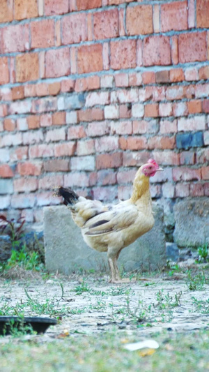 公鸡母鸡鸡群家禽农户养殖土鸡散养土鸡25秒视频