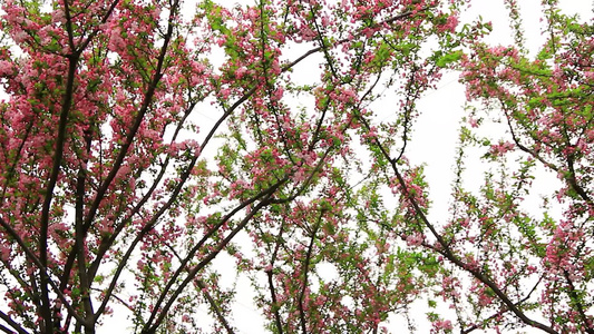 春风中摇摆的垂丝海棠实拍素材视频