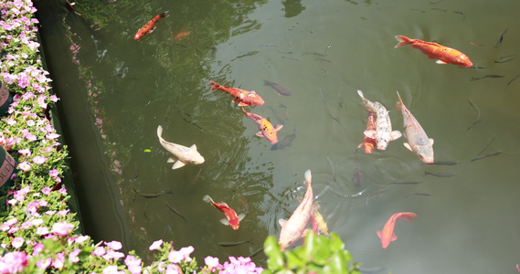锦鲤在池塘游泳的升格慢镜视频