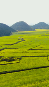 航拍云南罗平著名景区金鸡峰丛万亩油菜花海视频旅游景区视频