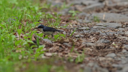 森林中觅食的黑色小鸟视频