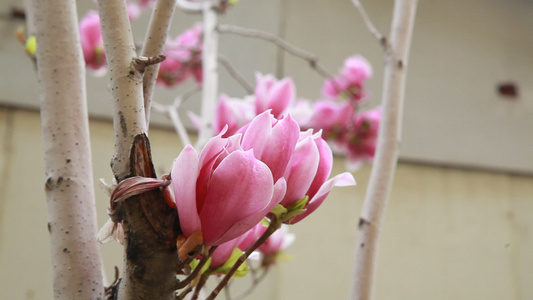 玉兰花桃花鲜花春季开花 视频