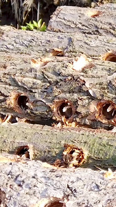 椴树木耳种植加工黑木耳基地视频