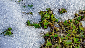 春天冰雪消融露出草地延时10秒视频