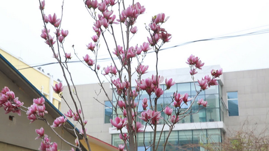 玉兰花桃花鲜花春季开花 视频