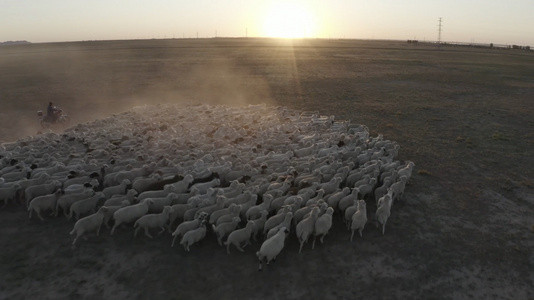 黄昏航拍内蒙古羊群视频