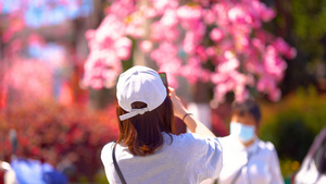 4k实拍春日春游赏花拍照的游客21秒视频