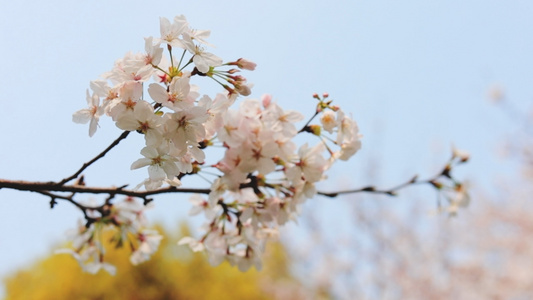 樱花[粉樱]视频