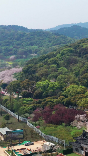 航拍苏州上方山森林公园百花节百花齐放64秒视频