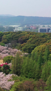 航拍苏州上方山森林公园百花节百花齐放视频