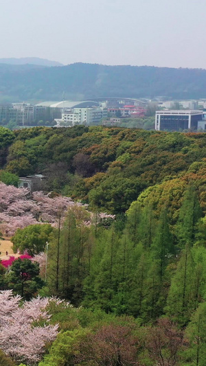 航拍苏州上方山森林公园百花节百花齐放64秒视频