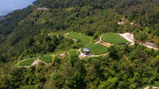 茶山航拍视频