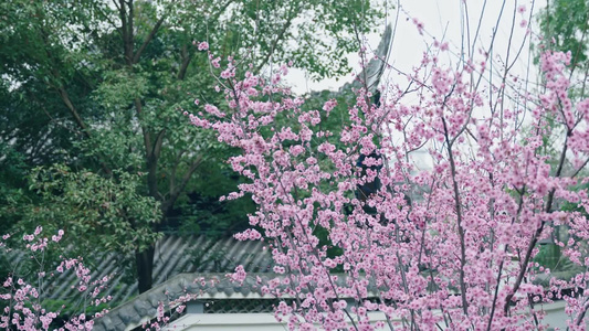 4k春日花开樱花花朵意境视频