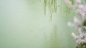 4K春雨实拍素材93秒视频