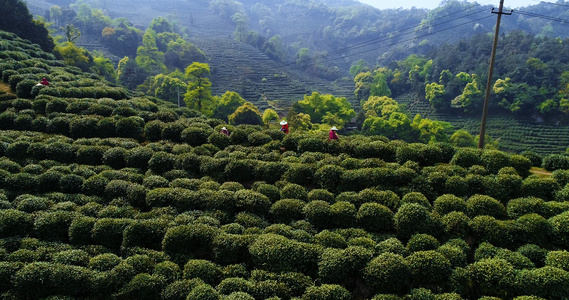 4k采春茶采山茶视频