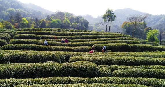 4k茶农采春茶视频