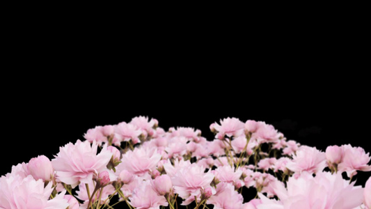 穿梭唯美粉色花朵视频