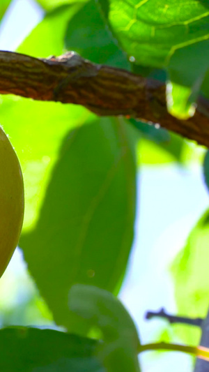 水果杏子果实实拍合集34秒视频