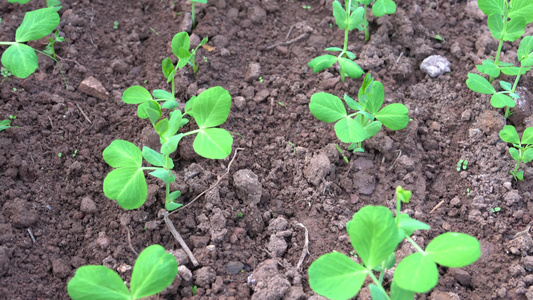 4K绿色蔬菜豌豆尖小苗蔬菜种植运镜视频