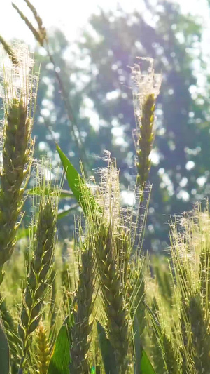 光影下即将成熟的麦子27秒视频