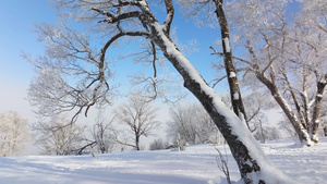 4k大树树枝雪景风景17秒视频