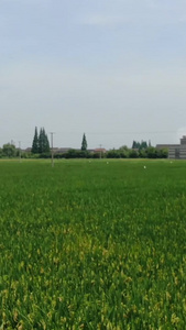农田水稻农作物视频