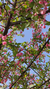 4K春天盛开的樱花视频