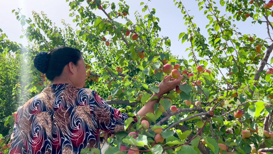 果农摘杏子视频