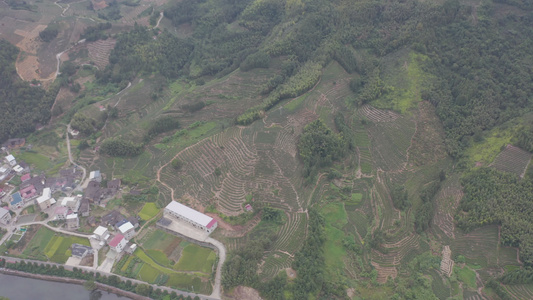 福建省龙岩市漳平水仙生态茶园航拍视频