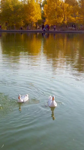 金波湖戏水的鸭子金塔胡杨林视频