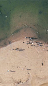 俯拍大海海浪沙滩海鸥竖屏 视频