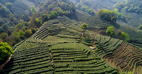 4k清明时节南方茶园采山茶季节视频