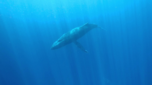 鲸鱼游动唯美光线水下拍摄视频
