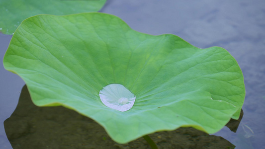 4K拍摄荷花池里的荷叶视频