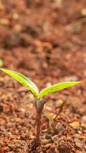 土壤中长出的黄豆种子嫩芽视频